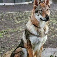 TheLoneWolf