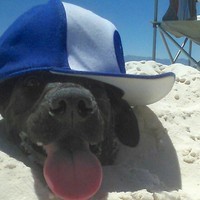 KinglyDogs
