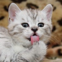 Hello World