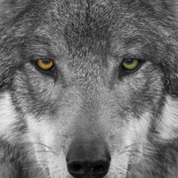 WolfNight's