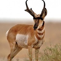 The Lope