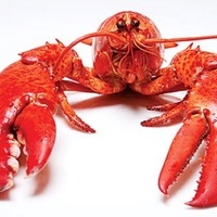 A Lobster