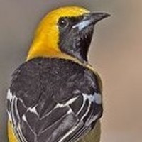 Blackbirb