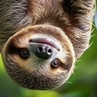 Mr Coub