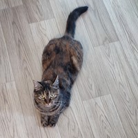 Kitty Let's Save the World