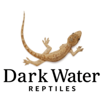 Bearded Dragon