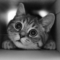 Алексей Толбин