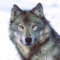 WolfGamer73