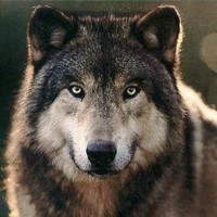 Coyote
