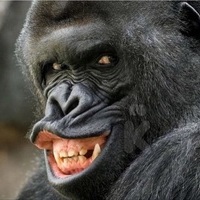 MTmonkey