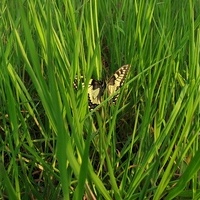 Jra Barannik