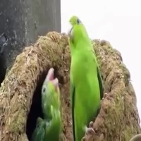 Nikusha Nikusha