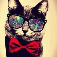 Crazy Cat