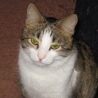 Артем Осипов