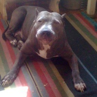 Михаил Кутузов