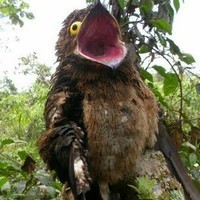 Derpyderperderp