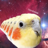 Birdiverse