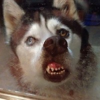 Happy Nikolo