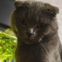 Marrkcat