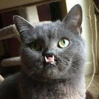 catattackRU