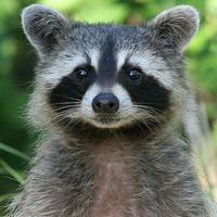 GreenRacoon