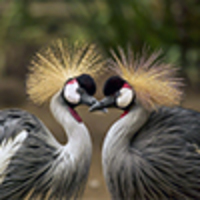 World Animals Hub