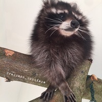 raccoon_boniface