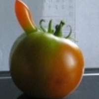 DanUg