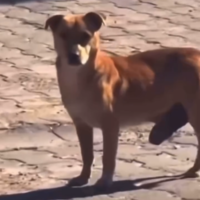 Big Dick Dog