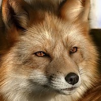 FoXsIK    ```