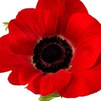 Мак Весёлый