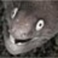 Video Creator