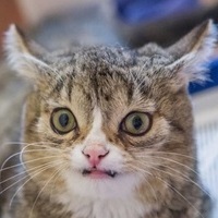 DimDyuk
