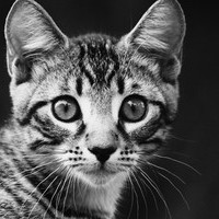 Олег Шаверин