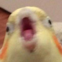 HARI KARI