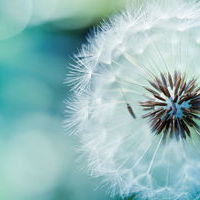 Радим Евдокимов