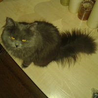 Кошкин хвост
