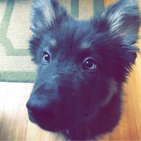 Shepsky