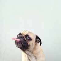 AdmiralPug