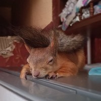 Squirrel memes