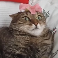 CoubTube