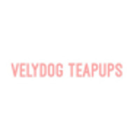 VELY DOG TEAPUPS