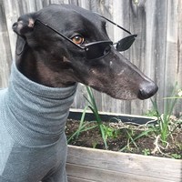 Владимир Павлин