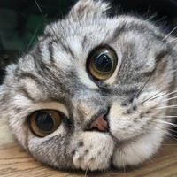 Barsuk