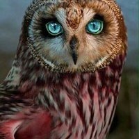 Owl_Sovs
