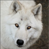Canis-Lupus Arctos
