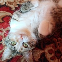 Jessie The Cat