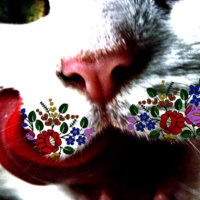 minutecat