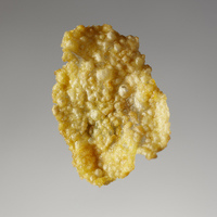 Corn Flake 