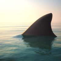 Sharks